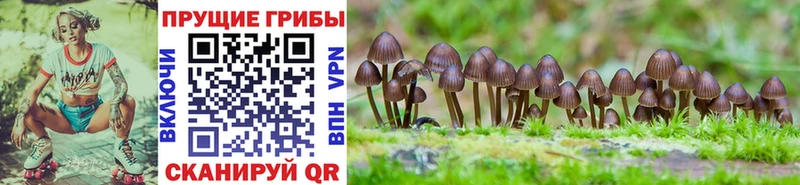 Псилоцибиновые грибы ЛСД  купить наркотики сайты  Кукмор 